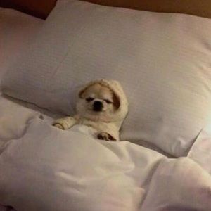 Meet your Posher, Laila